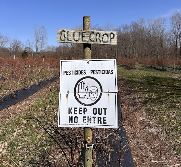 A dormant blueberry field with a post in front of the field. The top of the post has a wood sign that says "Bluecrop," and below that is a white sign that says "Pesticides" with a hand in the warning position and a face below it, warning people that pesticides were just sprayed.
